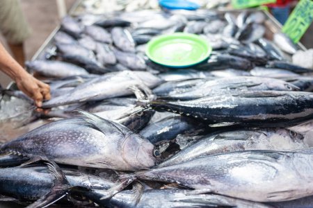 Téléchargez les photos : Les gens choisissent et achètent à la main du thon poisson de mer sur le marché traditionnel de la pêche - en image libre de droit