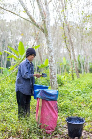Téléchargez les photos : Femme agricole cultiver le latex de caoutchouc de l'industrie agro-forestière - en image libre de droit