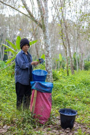 Foto de Mujer agrícola cultiva látex de caucho de la agroindustria de árboles - Imagen libre de derechos