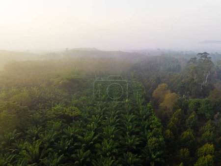 Photo for Aerial view oil palm plantation tree forest agricultural industry - Royalty Free Image