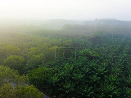 Photo for Aerial view oil palm plantation tree forest agricultural industry - Royalty Free Image