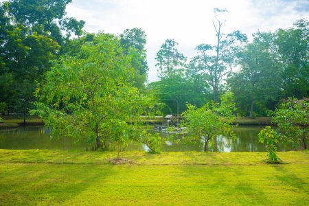 Foto de Verde prado hierba en la ciudad parque forestal público con cielo de árbol puesta de sol luz naturaleza paisaje - Imagen libre de derechos