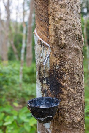 Téléchargez les photos : Para caoutchouc arbre forestier récolte latex tropical forêt tropicale industrie agricole - en image libre de droit