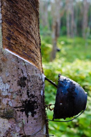 Foto de Para caucho árbol prever cosecha látex selva tropical industria agrícola - Imagen libre de derechos