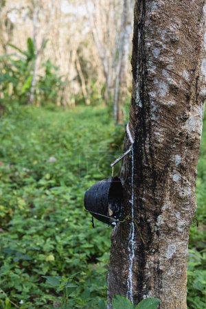 Téléchargez les photos : Para caoutchouc arbre forestier récolte latex tropical forêt tropicale industrie agricole - en image libre de droit