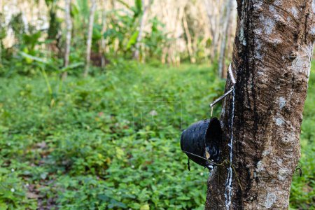 Foto de Para caucho árbol prever cosecha látex selva tropical industria agrícola - Imagen libre de derechos