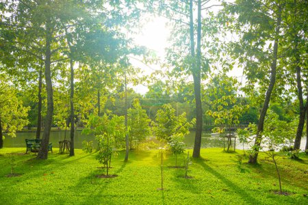 Foto de Verde prado hierba en la ciudad parque forestal público con cielo de árbol puesta de sol luz naturaleza paisaje - Imagen libre de derechos