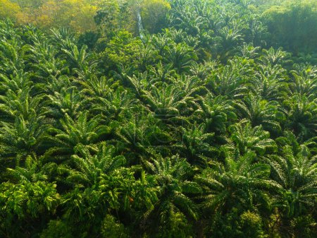 Téléchargez les photos : Forêt tropicale forêt tropicale huile de palme plantation arbre matin lever du soleil industrie alimentaire vue aérienne - en image libre de droit