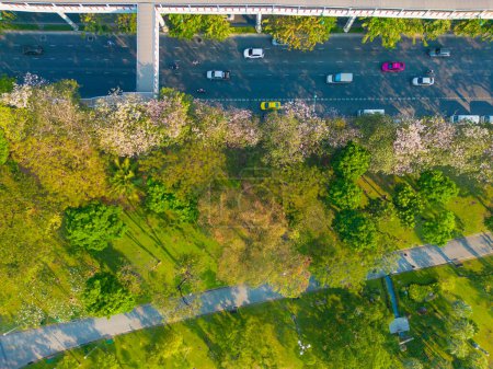 Aerial view pink sakura flower blossom on city road Chatuchak public park with transport road Bangkok Thailand