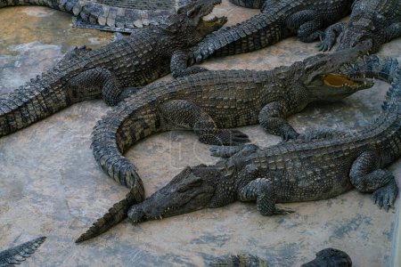 Asian crocodile feeding meat sleep in outdoor farm and open zoo