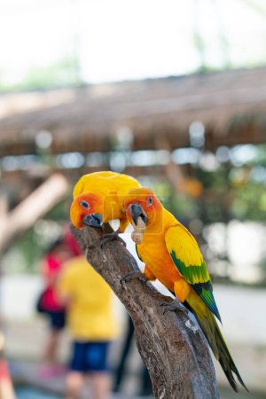 Foto de Loros guacamayos amarillos posados en corteza de árbol en zoológico abierto colorido pájaro - Imagen libre de derechos