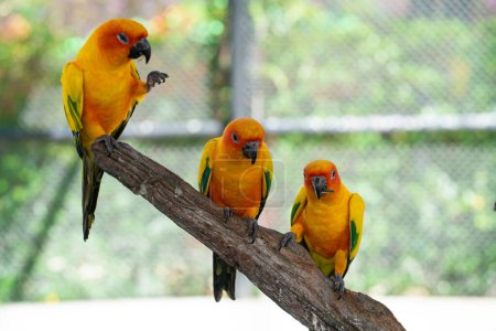 Téléchargez les photos : Perroquets d'aras jaunes perchés sur l'écorce des arbres dans un zoo ouvert oiseau coloré - en image libre de droit