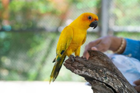 Téléchargez les photos : Perroquets d'aras jaunes perchés sur l'écorce des arbres dans un zoo ouvert oiseau coloré - en image libre de droit