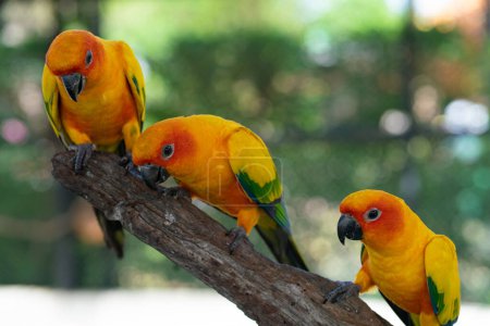 Foto de Loros guacamayos amarillos posados en corteza de árbol en zoológico abierto colorido pájaro - Imagen libre de derechos