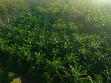 Photo for Tropical rainforest palms plantation at morning sunrise, food industry, aerial view - Royalty Free Image