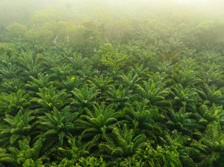 Foto de Plantación de palmeras de selva tropical al amanecer, industria alimentaria, vista aérea - Imagen libre de derechos