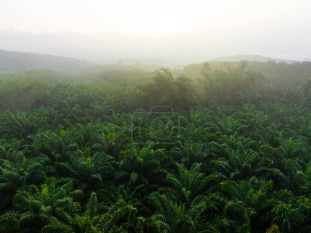 Photo for Tropical rainforest palms plantation at morning sunrise, food industry, aerial view - Royalty Free Image