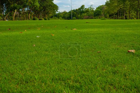 Foto de Campo de hierba verde prado en el parque forestal de la ciudad día soleado cielo azul con nubes naturaleza paisaje - Imagen libre de derechos