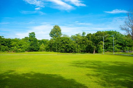 Photo for Green meadow grass field in city forest park sunny day blue sky with cloud nature landscape - Royalty Free Image