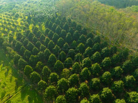 Téléchargez les photos : Vue aérienne durian plantation arbre forêt fruit industrie - en image libre de droit