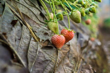 Téléchargez les photos : Rangée de fraises fruits sur le terrain, Concept agricole - en image libre de droit