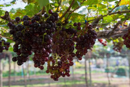 Téléchargez les photos : Raisin rouge sur branche de vigne jardin botanique industrie agricole - en image libre de droit