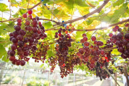 Foto de Uva roja en rama de vid jardín botánico industria agrícola - Imagen libre de derechos
