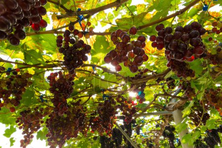 Téléchargez les photos : Raisin rouge sur branche de vigne jardin botanique industrie agricole - en image libre de droit