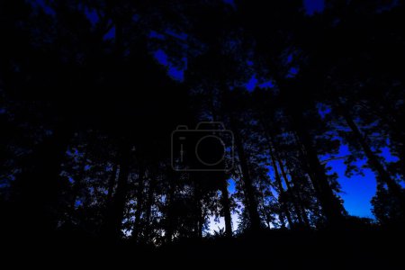 Foto de Camping en bosque de montaña con amanecer por la mañana, concepto de recreación - Imagen libre de derechos