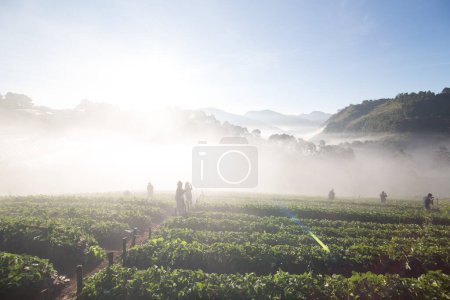 Photo for Morning sunrise on mountain hill with strawberry field with fog, Agricultural industry - Royalty Free Image
