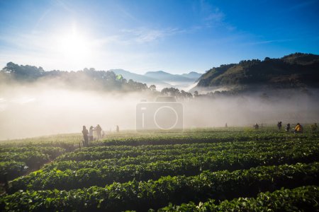 Téléchargez les photos : Matin lever de soleil sur la colline de montagne avec champ de fraises avec brouillard, Industrie agricole - en image libre de droit