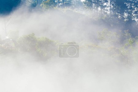 Photo for Morning fog mist on mountain forest hill sunrise nature landscape tropical rainforest - Royalty Free Image