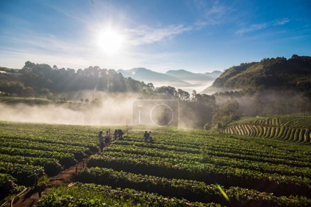 Photo for Morning sunrise on mountain hill with strawberry field with fog, Agricultural industry - Royalty Free Image