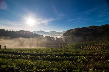 Téléchargez les photos : Matin lever de soleil sur la colline de montagne avec champ de fraises avec brouillard, Industrie agricole - en image libre de droit