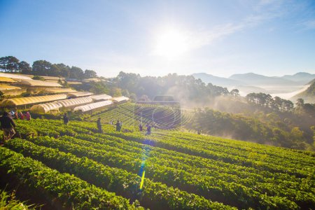 Foto de Amanecer por la mañana en la colina de montaña con campo de fresas con niebla, Industria agrícola - Imagen libre de derechos