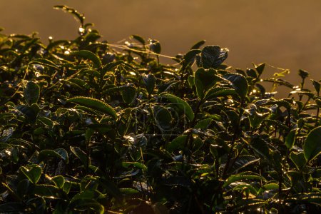 Foto de Campo de plantación de hojas de té verde amanecer luz dorada con fondo de montaña - Imagen libre de derechos