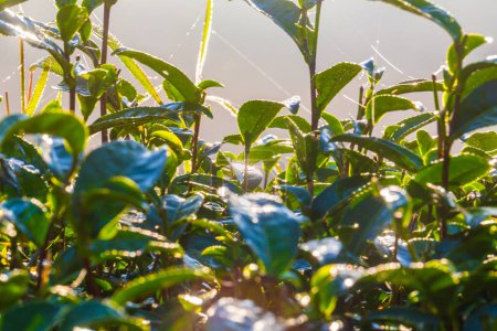 Téléchargez les photos : Feuille de thé vert plantation champ matin soleil lever lumière dorée avec fond de montagne - en image libre de droit