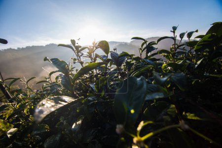Téléchargez les photos : Feuille de thé vert plantation champ matin soleil lever lumière dorée avec fond de montagne - en image libre de droit