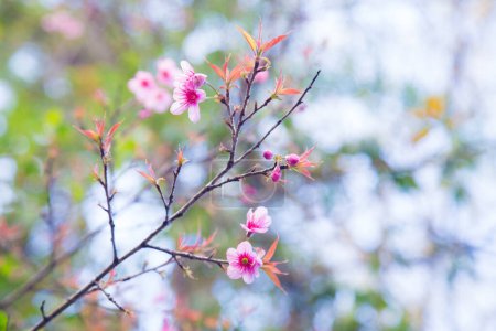 Foto de Flor de cerezo rosa floreciendo flor en rama de árbol en Chiangmai Tailandia - Imagen libre de derechos