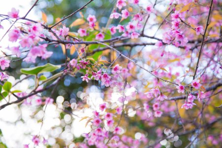 Photo for Pink cherry blossom bloomming flower on tree branch in Chiangmai Thailnd - Royalty Free Image