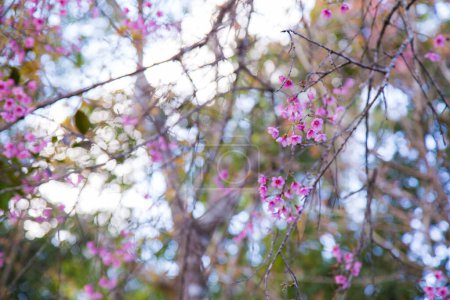 Téléchargez les photos : Fleur de fleurs de cerisier rose sur branche d'arbre à Chiangmai Thaïlande - en image libre de droit