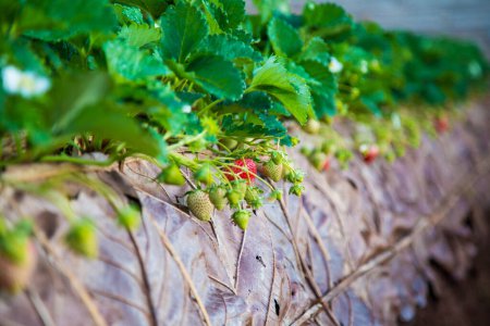 Foto de Plantación de fresas ecológicas en colina de montaña lista para la industria agrícola de cosecha - Imagen libre de derechos
