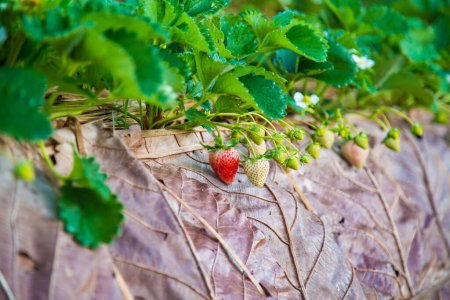Photo for Organic strawberry plantation on mountain hill ready for harvest agricultural industry - Royalty Free Image