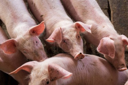 Téléchargez les photos : Groupe porcin traditionnel dans l'industrie de la viande d'élevage - en image libre de droit