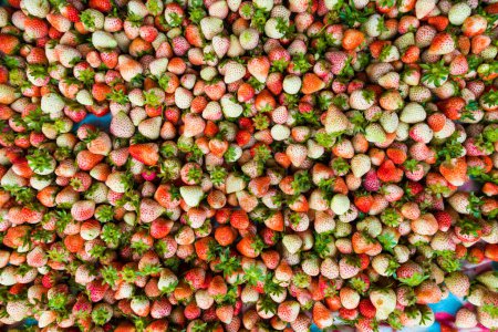 Foto de Fresas orgánicas de recién cosechadas para la venta directa de plantaciones - Imagen libre de derechos