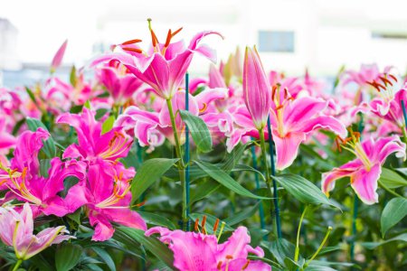 Téléchargez les photos : Beau lys rose botanique jardin extérieur fleur floraison nature fond - en image libre de droit