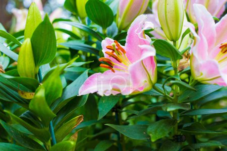 Téléchargez les photos : Beau lys rose botanique jardin extérieur fleur floraison nature fond - en image libre de droit