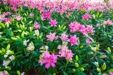 Foto de Hermoso rosa lirio botánico jardín al aire libre flor florecimiento naturaleza fondo - Imagen libre de derechos