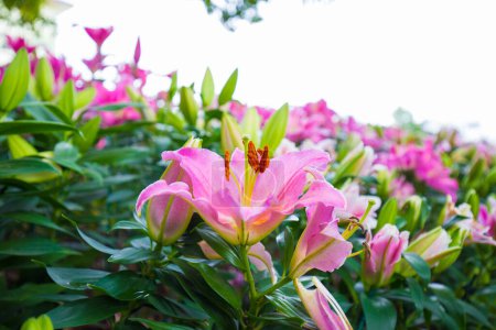 Photo for Beautiful pink lily botanical outdoor garden flower blooming nature background - Royalty Free Image