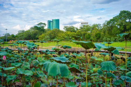 Foto de Ciudad parque público pradera hierba verde con edificio de la ciudad cielo nube paisaje urbano - Imagen libre de derechos